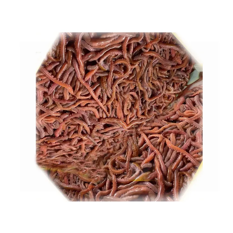 Populrs Alive Nereis Living Lugworm zvejas lure lugworm ekstrakts dzvnieku ekstrakts zvejas lure zivis